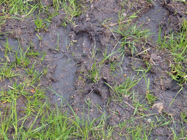 Staré Město - jelení stopy na hřebenovce z Trnové hory na Hřebeňák