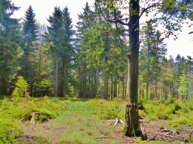 Staré Město - hřebenovka z Hřebeňáku k bezejmennému vrcholu 1008 m.n.m.