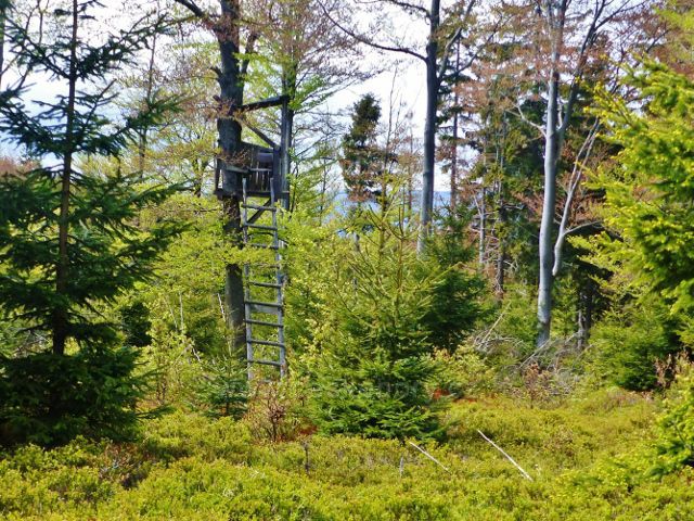 Staré Město - posed u hřebenovky k bezejmennému vrcholu 1008 m.n.m.