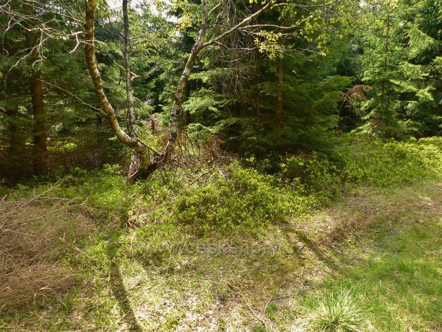 Staré Město - bezejmenný vrchol není nijak v terénu označen a nachází se u hřebenovky pod touto břízou