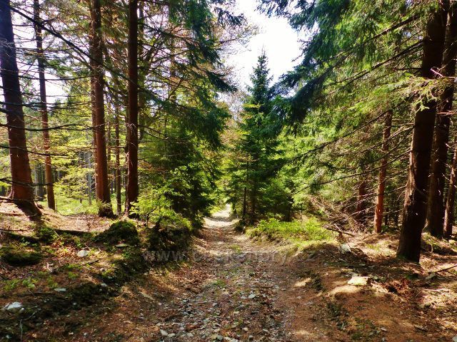 Staré Město - prudší sestup hřebenovky z vrcholu 1008 m.n.m. k bodu záchrany SU 058