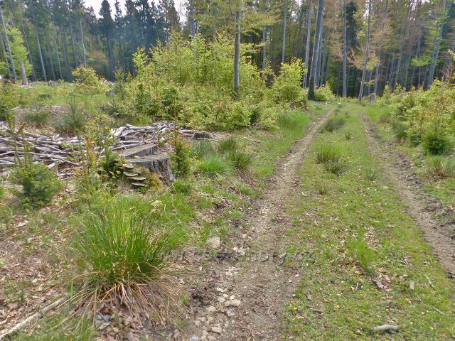 Staré Město - cesta po adamovském hřbetu do údolí Vrbenského potoku