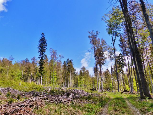 Staré Město - cesta po Adamovském hřbetu prochází přes několik pasek především po kůrovcové těžbě