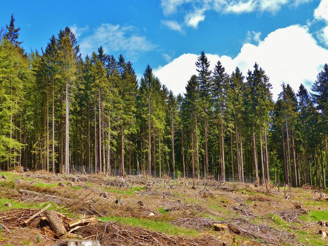 Staré Město - jedna z několika pasek podél cesty po Adamovském hřbetu