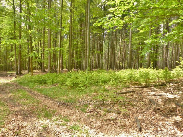 Staré Městu - přirozené zmlazení buku na okraji porostu u cesty po Adamovském hřbetu