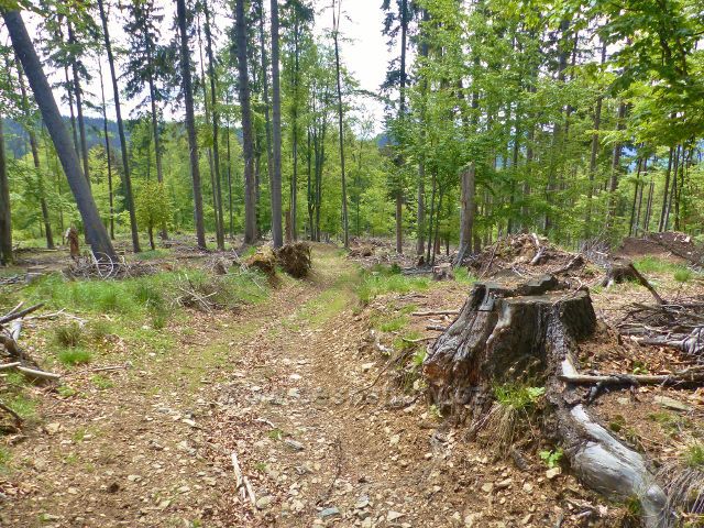 Staré Město - cesta po Adamovském hřbetu se začíná posupně svažovat