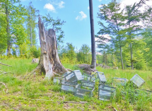 Staré Město - podél cesty po Adamovském hřbetu probíhá po vynucené těžbě i náročné zalesňování