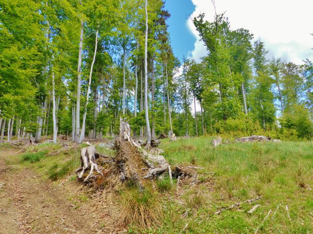 Staré Město - i zde se zalesňovalo podél  cesty po Adamovském hřbetu