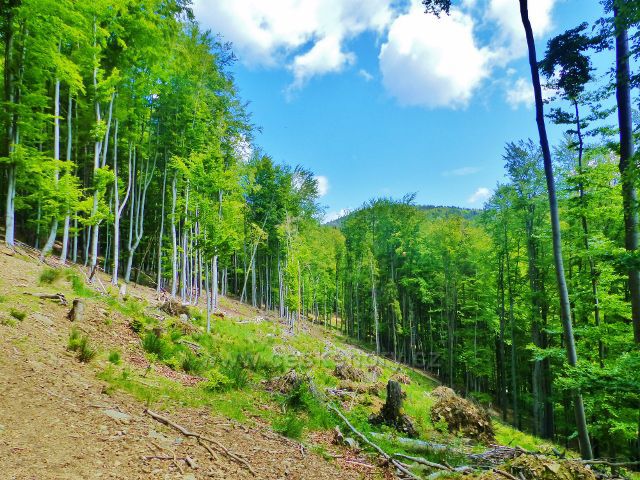 Staré Město - svah Adamovského hřbetu nad Adamovským údolím