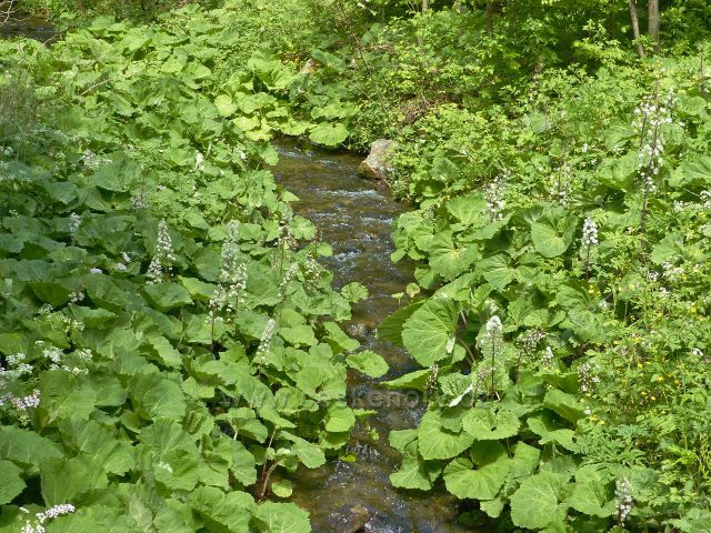 Staré Město - Adamovským údolím protéká potok Telčava