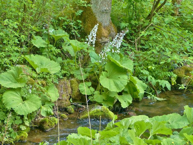 Staré Město - Vrbenský potok lemuje odkvetlý devětsil