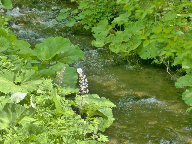 Staré Město - Telčava před soutokem s Vrbenským potokem