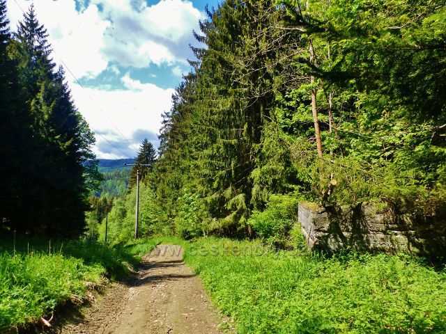 Malé Vrbno - na trase po žluté TZ k sedlu Kutný vrch je nutno překonat na jednom kilometru 130ti metrové  převýšení