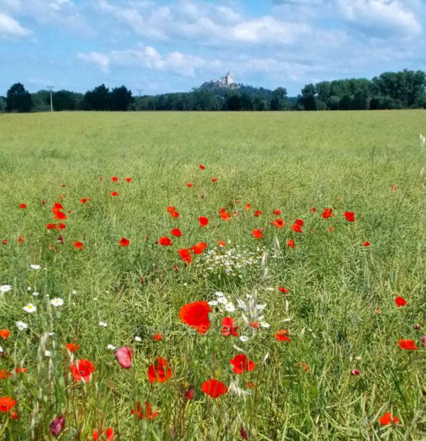 ˇKonec června pod Kunětickou horou