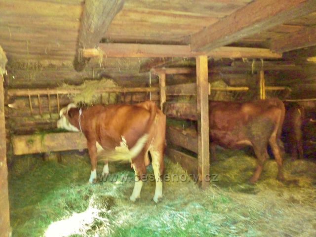 Rožnov pod Radhoštěm - Valašská dědina - "obydlený" chlév u fojtství z Lidečka