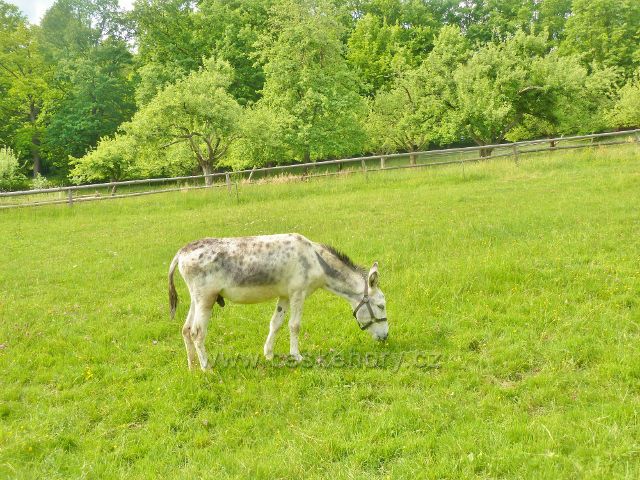 Rožnov pod Radhoštěm - Valašská dědina - grošák na pastvě