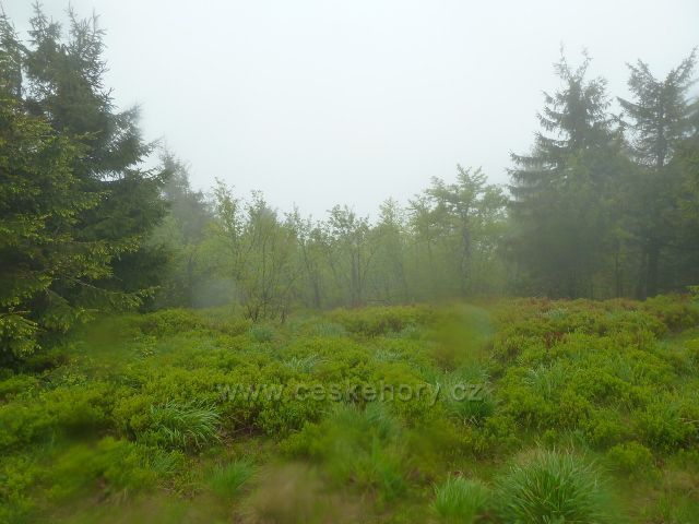 Porost borůvky na hřebenu Radhoště podél Cyrilometodějské stezky