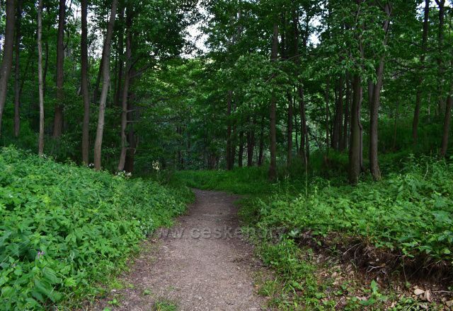 Kapličkový vrch - Malá Morávka, cesta dolů