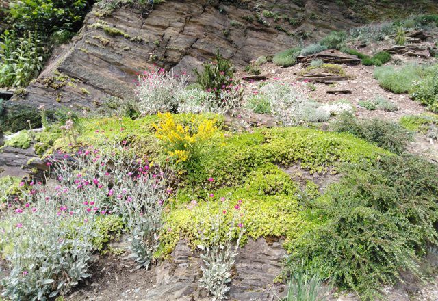 Arboretum Nový Dvůr alpinky