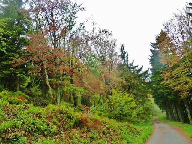 Cesta po zelené TZ  pod rozcestím Tanečnice u lovecké chaty