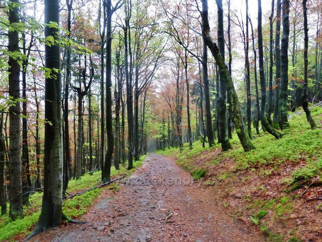 Bukový porost podél  cesty po zelené TZ do Kunčic pod Ondřejníkem