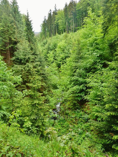 Kaňon Bystrého potoka