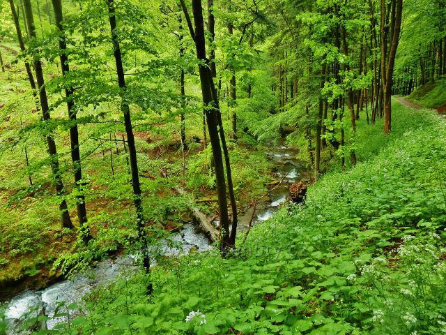 Silnička po zelené TZ stále sleduje Bystrý potok