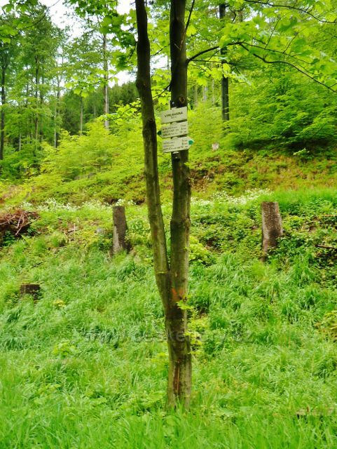 Bystré -turistický rozcestník "Vyrubanka 625 m.n.m."