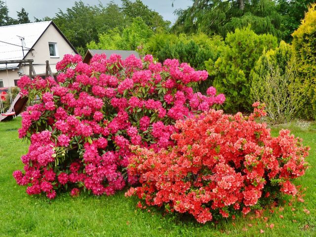 Kunčice pod Ondřejníkem - zahrada do červena