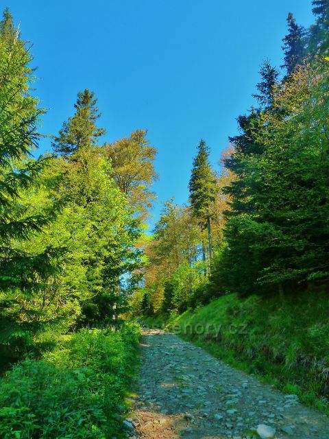 Cesta po červené TZ k rozcestí Lukšinec