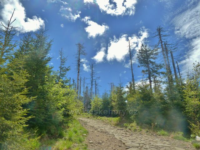 Mrtvé smrky pod vrcholem Lysé hory