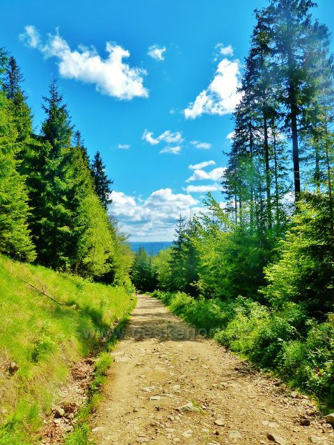 Sestupová cesta z vrcholu Lysé hory po červené TZ z rozcestí Lukšinec k Butořance