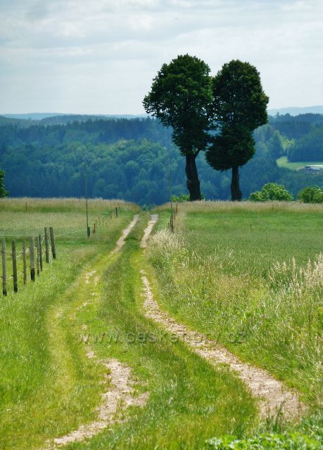 Mistrovice - památné lípy nad obcí