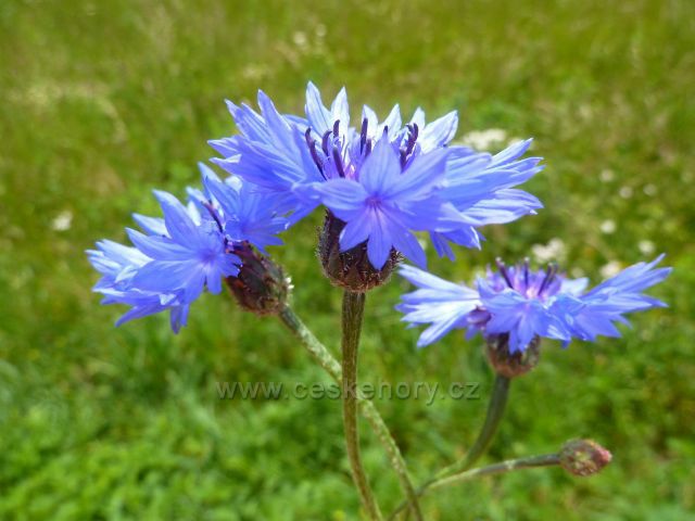 Mistrovice - v okolí vrcholu Židovo kopce lze uvidět modře kvetoucí chrpu polní