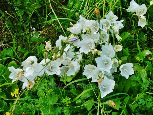 Mistrovice - bílou variantu zvonku broskvolistého lze najít na okraji obce u trasy po zelené TZ
