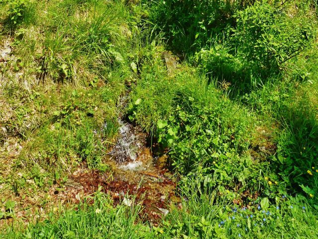 Pod "Lesním pramenem" na trase po červené TZ od Císařské boudy k  rozcestí Palaš