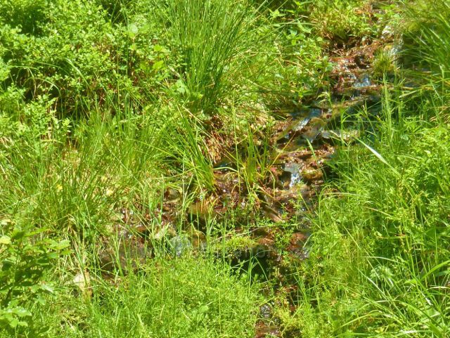 Zrod horské bystřiny na trase Hřebenovky E3 mezi Císařskou boudou a rozcestím Rampa