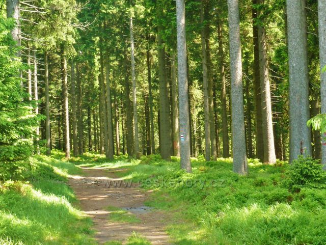 Cesta lesem po červené a modré TZ z rozcestí Palaš k chatě Paprsek vede lesním porostem s bohatým podrostem borůvky