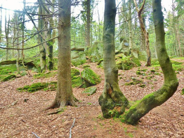 Skalní výchozy podél trasy  po zelené TZ z Paprsku do sedla Větrov