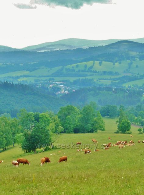 Pastviny na úbočí Starého kopce nad Starým Městem pod Sněžníkem