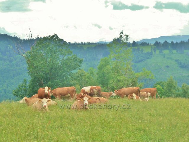 Odpolední siesta na pastvě