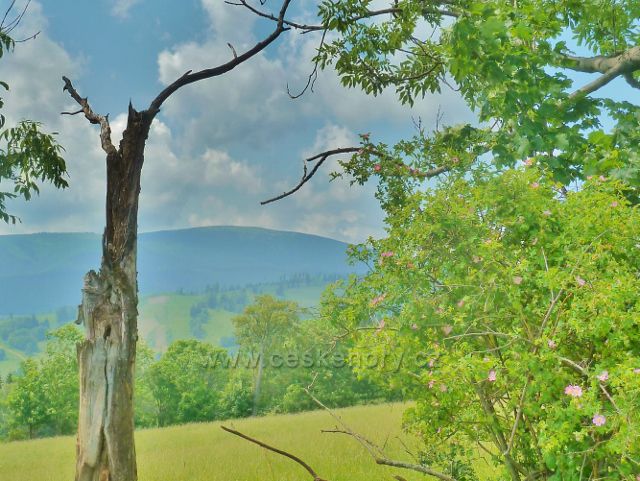 Průhled z pastvin na Starém kopci na vrchol Králického Sněžníku