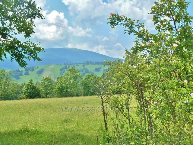 Pohled přes Kunčický hřeben na Králický Sněžník