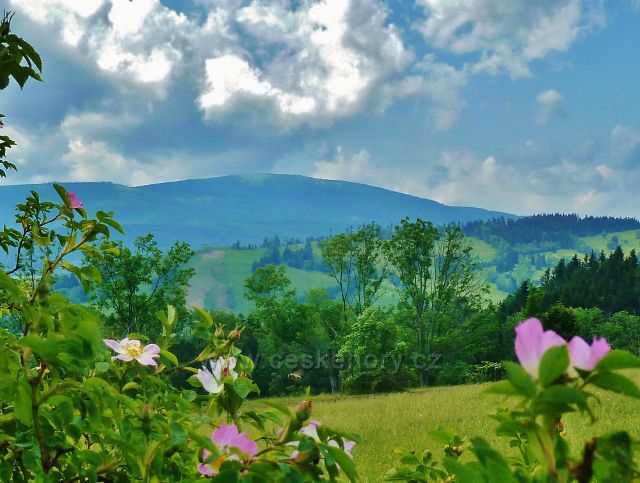 Pohled z úbočí Starého kopce na Králický Sněžník
