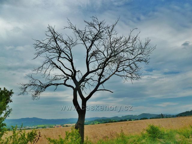 Bludov - Pohled z cesty po zelené TZ k Bludovečku směrem k Zábřežské vrchovině