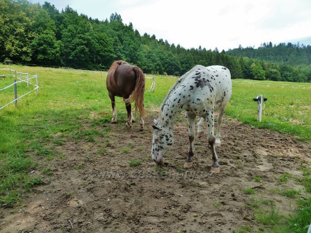 Bludov - koňský výběh u restaurace Bludoveček