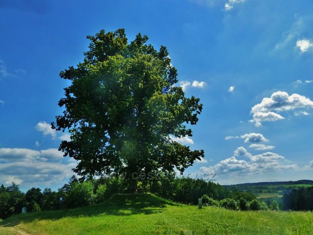 Skuhrov nad Bělou - památná Hraštická lípa byly zasazena někdy kolem roku 1840