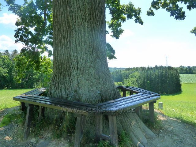 Skuhrov nad Bělou - kruhová lavička kolem kmene památné lípy