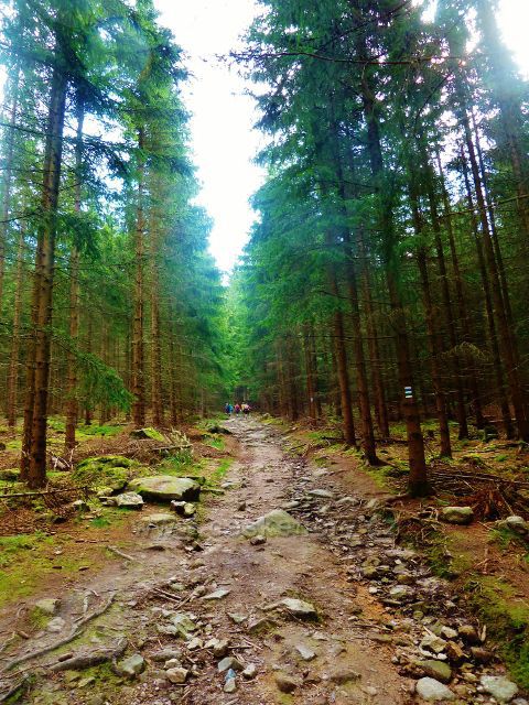 České Milovy - cesta po zelené a modré TZ ke Čtyřem palicím