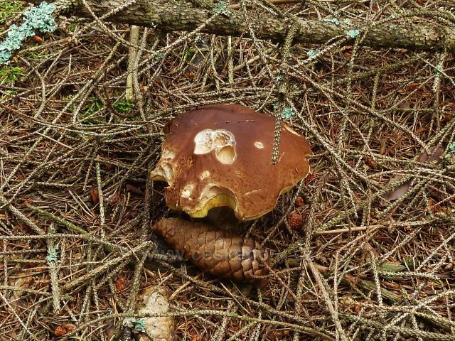 České Milovy - hřib smrkový u cesty ke Čtyřem palicím